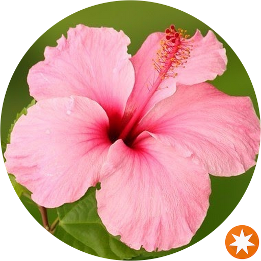 Light Pink Hibiscus Flower (512x512)