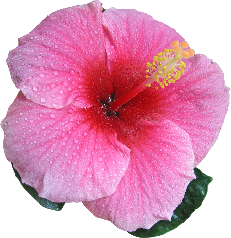 Hibiscus Pink By Hrtddy - Sweet Pink Hibiscus Hardy Flower Seeds (881x907)