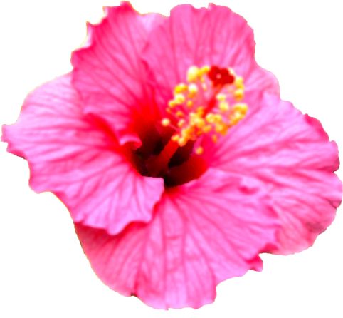 ハイビスカスの花 ハイビスカス - Chinese Hibiscus (482x446)