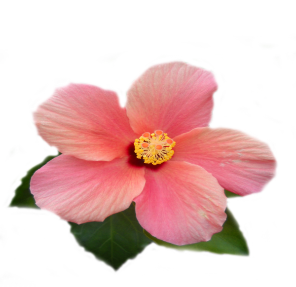 Mes Tubes - Hawaiian Hibiscus (600x582)