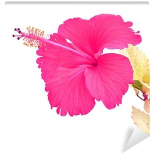 Kaunis Vaaleanpunainen Hibiscus Kukka Tapetti • Pixers® - Rosemallows (400x400)