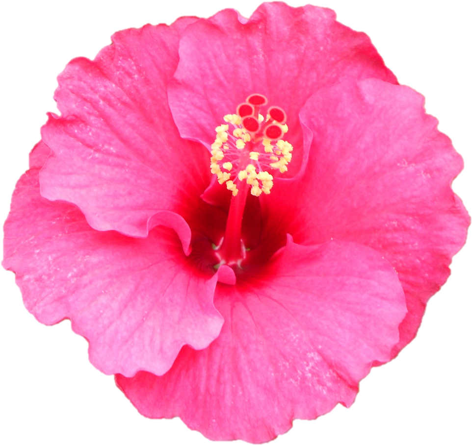 Darshan Of Sri Sarada Devi At Belur Math On - Hawaiian Hibiscus (968x920)