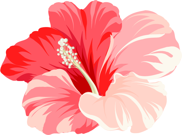 Match Me With A Travel Agent - Chinese Hibiscus (581x430)