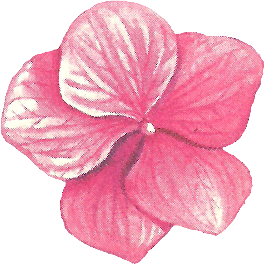 Flores Y Letras Para Decoupage - Sweet Pea (1320x1328)