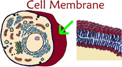 Cell Membrane Is Like The Main Entrance Of A School - Cell Membrane Of An Animal (400x300)