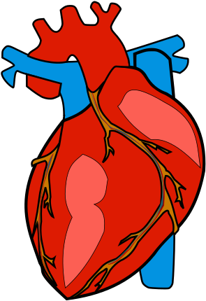 Free Human Heart Clip Art - Clip Art (356x488)