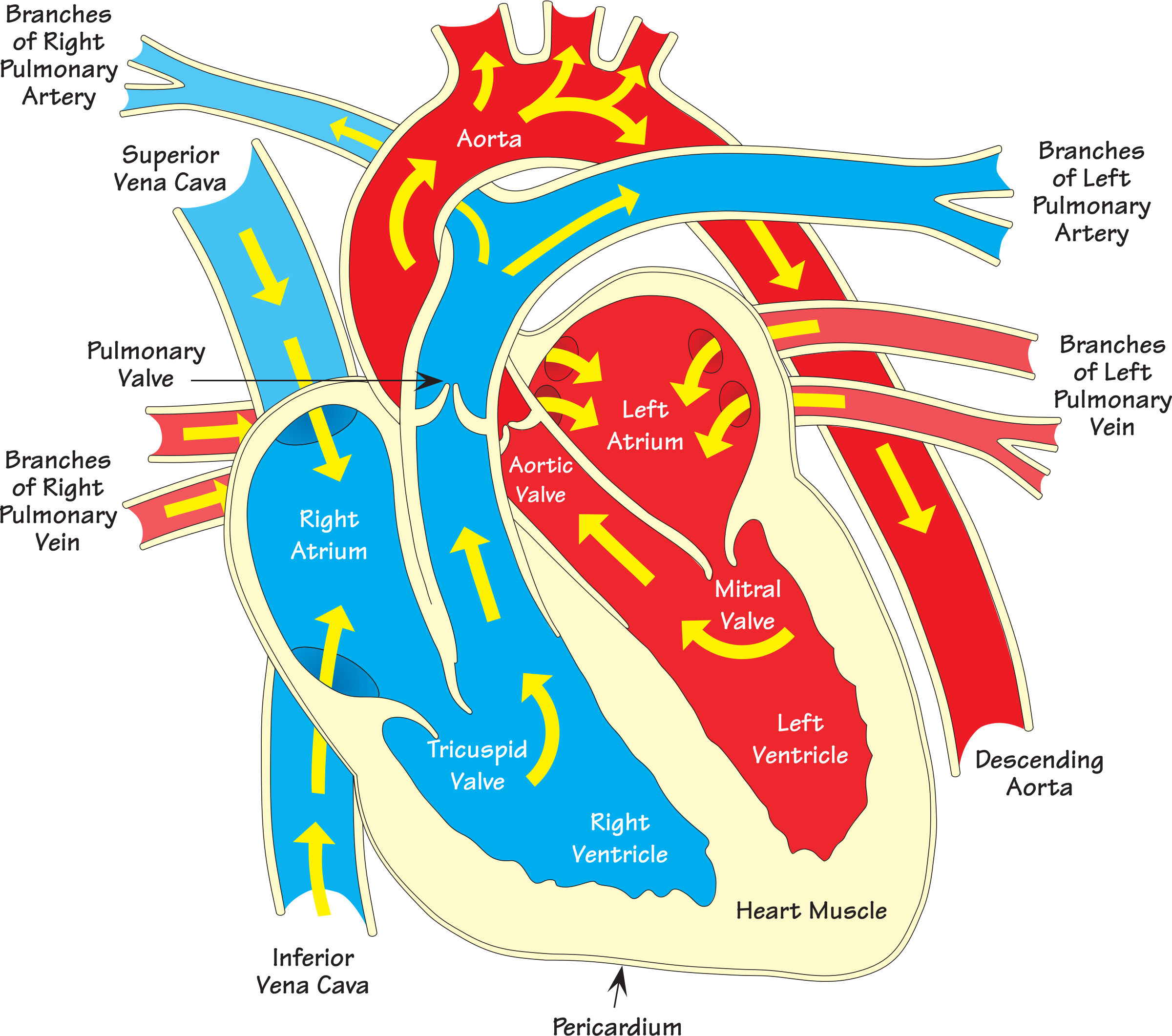 Heart Diagram Vein Clip Art - Heart Diagram (2400x2122)