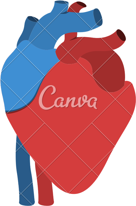 Human Heart Anatomy Isolated Icon Design - Use Canva Like A Pro (665x800)