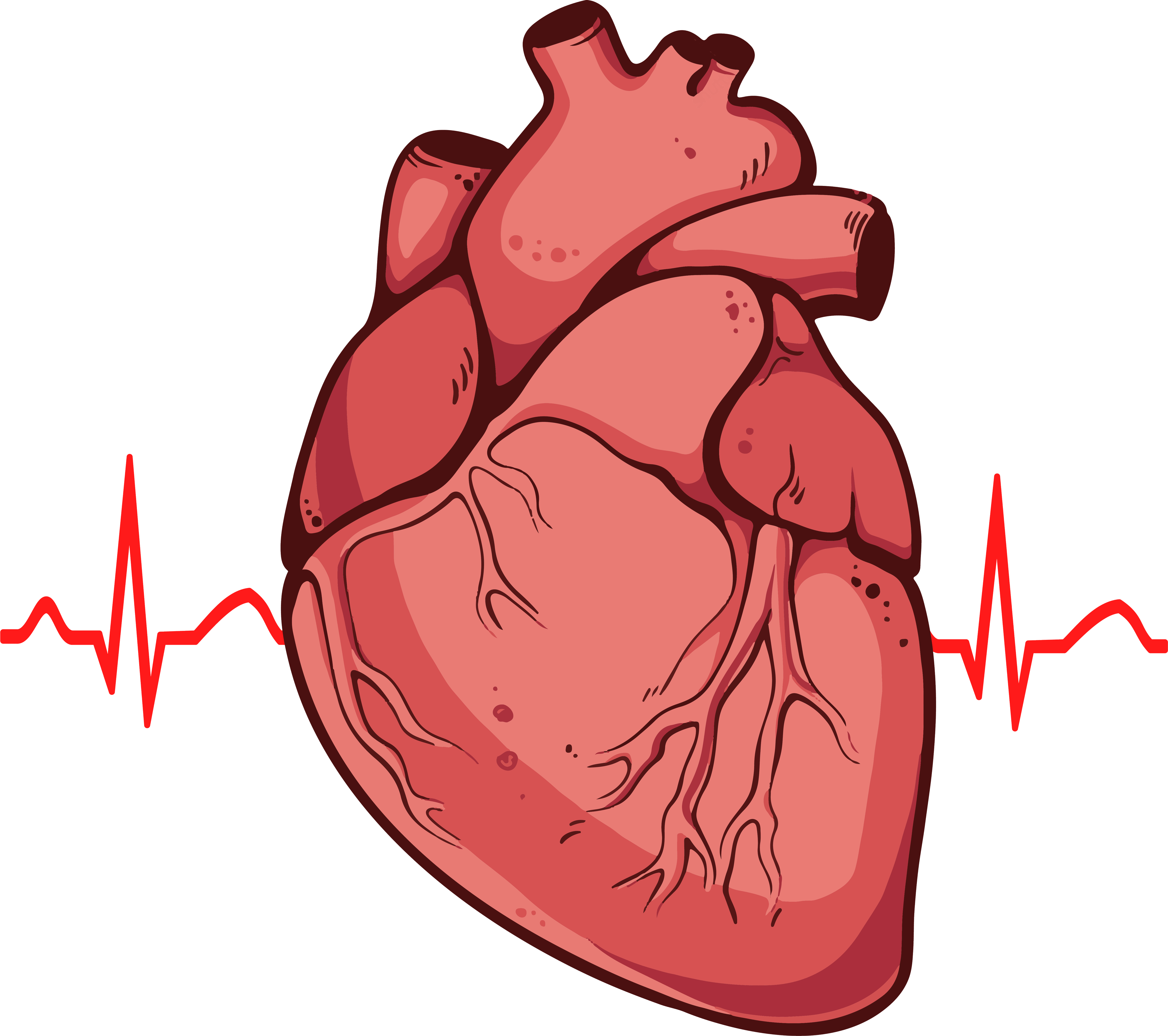 Human Heart Clipart Png - Real Heart Drawing (4456x3951)
