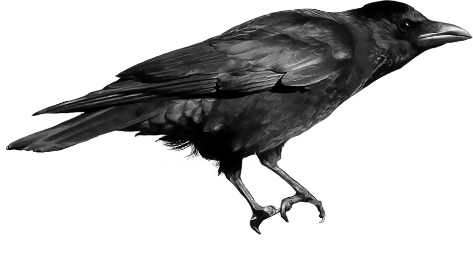 Crow Png Transparent Images - Crow Png (966x517)