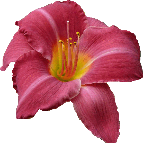 Цветы Png - Lily (556x556)