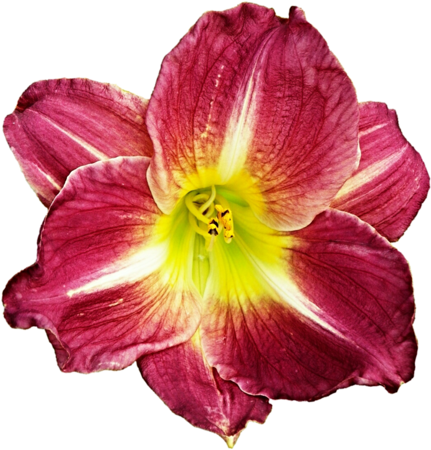 Gorgeous Daylily By Jeanicebartzen27 - Lily (875x913)