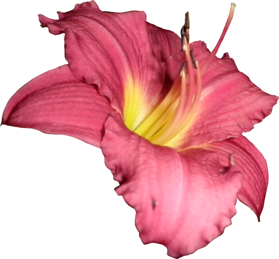 Lilly Png 03 By Thy Darkest Hour - Darkest Hour (900x838)