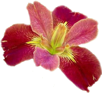 Ирисы Луизианские - Bold Pretender Iris (373x373)