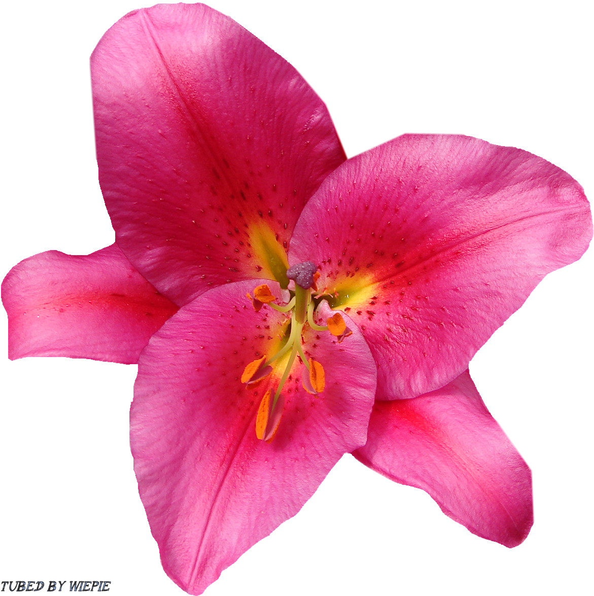 Bloemen Freebie - Rhododendrons Clipart (1200x1200)