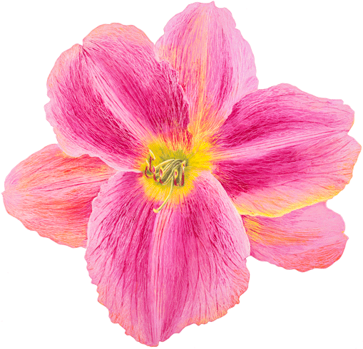 Daylily 百合 油畫 - Plantas Fanerogamas (531x510)