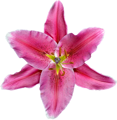 Магазин Свадебных Подарков Wedding Gift Shop - Dibujo Animado De Flores Rosas (411x423)