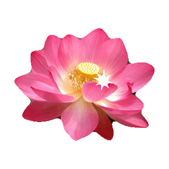 Flower Sticker By Imoji - Lotus Flower Candle Fragrance Oil (540x434)