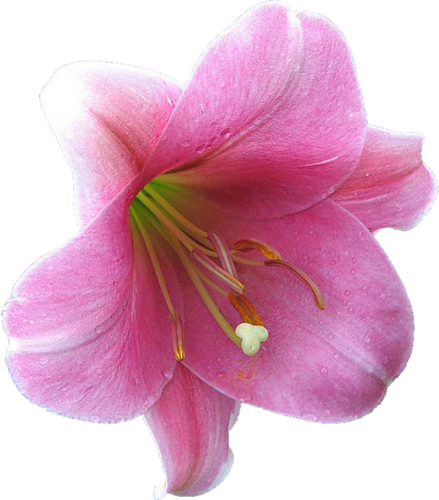 Görselleri Indir, Png Zambak Resimleri Indir, Renkli - Lily (439x500)