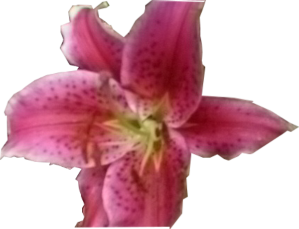Stargazer Lily (600x460)