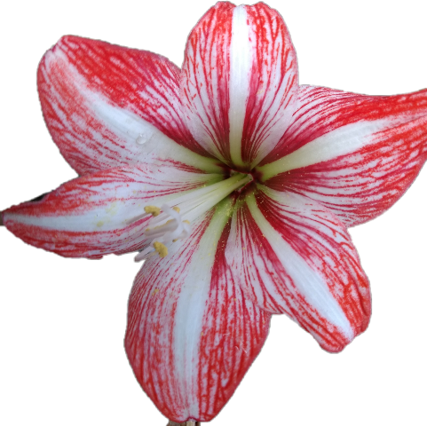 Largest Collection Of Free To Edit Belleza Al Natural - Lily (481x480)