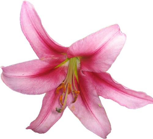 Görselleri Indir, Png Zambak Resimleri Indir, Renkli - Lily (500x455)