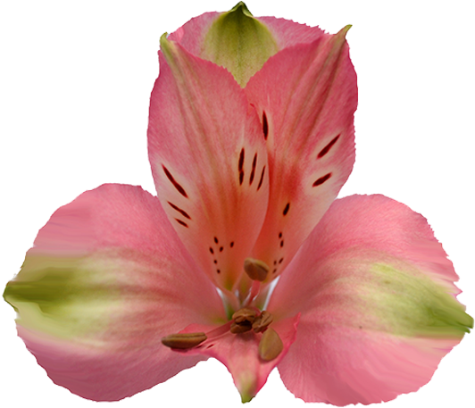 Peruvian Lily (640x480)