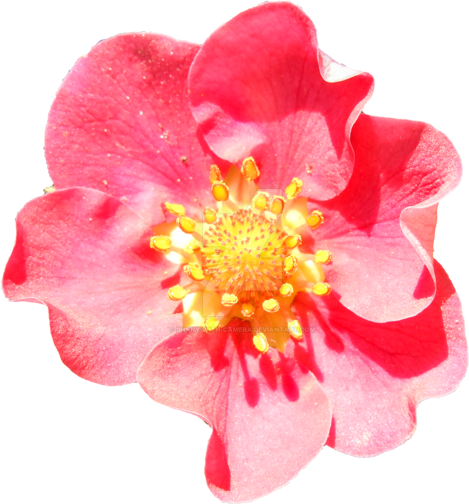Pink Strawberry Blossom Png By Bunny With Camera - Clip Art (1024x1024)