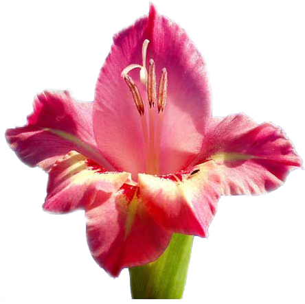 Рекомендуем Также - - Ирис Фото (450x471)