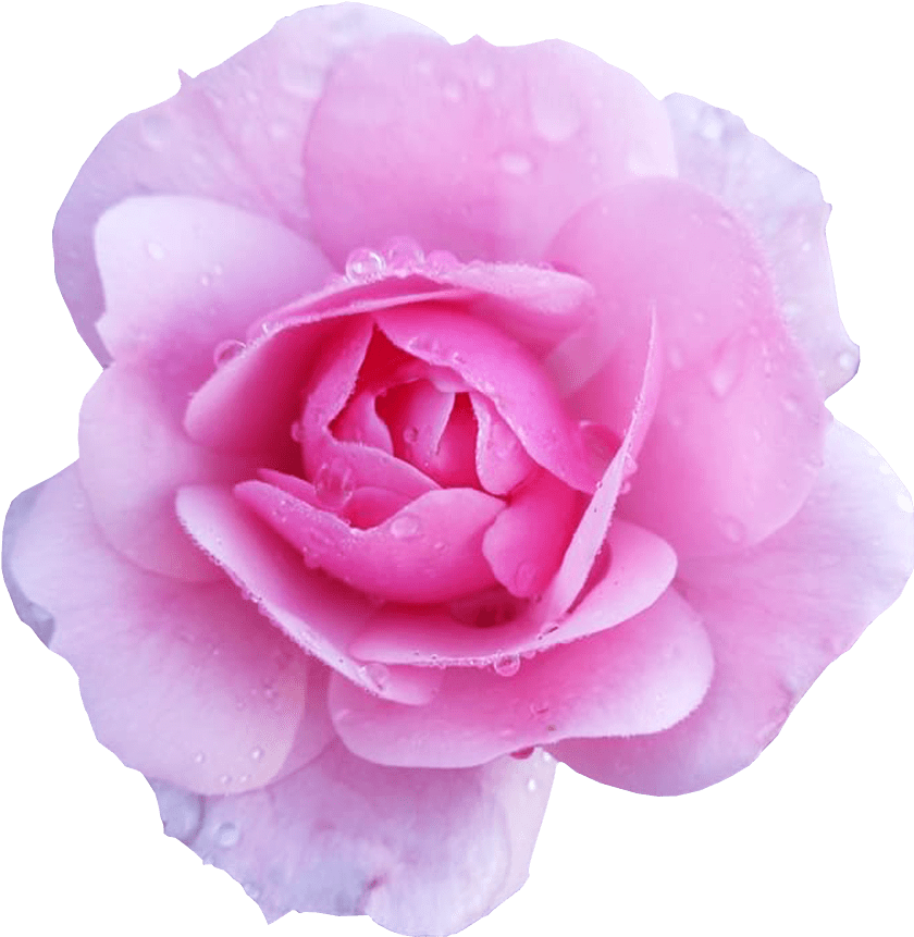 Flower Image Transparent Background Pink Rose Flower - Flower With Transparent Background (850x890)