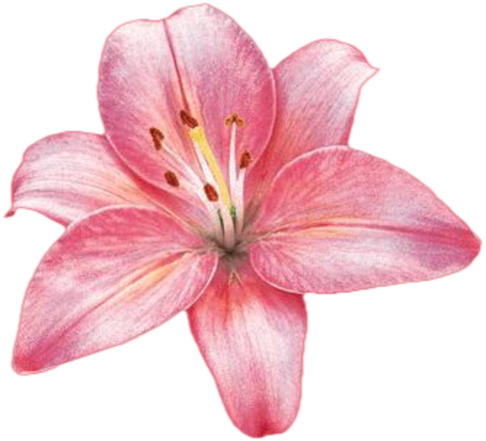 Fleurs Têtes - Petites Fleurs En Gif (684x621)