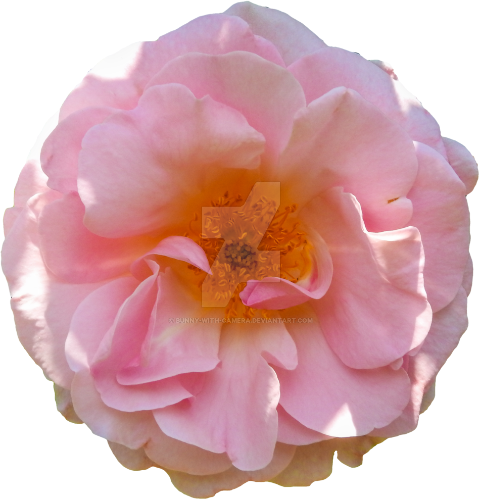 Pink Rose Png By Bunny With Camera - Clip Art (1024x1024)