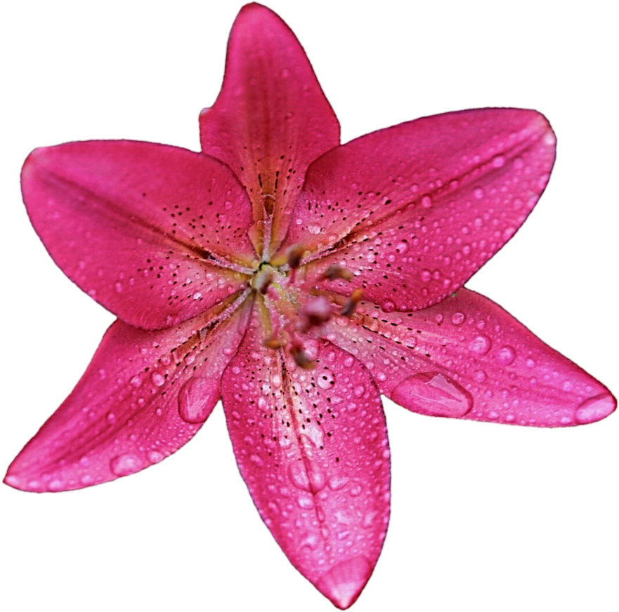 Deep Pink Lily By Jeanicebartzen27 - Tiger Lily (889x899)