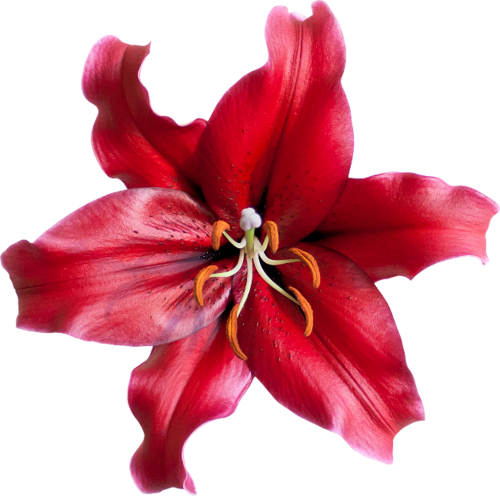 Une Fleur - Flower (500x496)