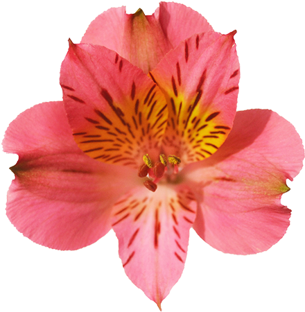 Amposta - Alstroemerias Png (640x480)