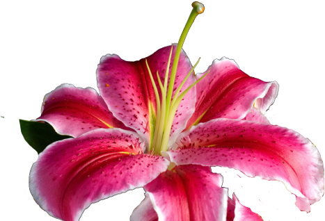 Royal Kona Luau 1 808 672 - Stargazer Lily (500x333)