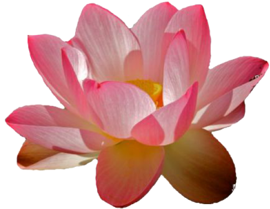 Water Lily Png Transparent Images - Transparent Water Lilies Png (640x480)