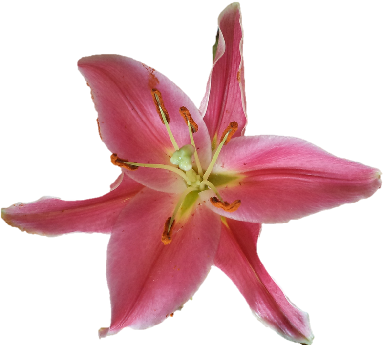 Offered By - Cluster-lilies (800x714)