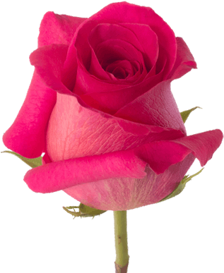 Pink Floyd - Hot Pink Roses Png (380x430)