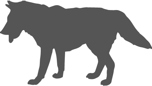 Part Wolf, Part Coyote, The Coywolf Is An Intriguing - Info On A Coywolf (500x283)