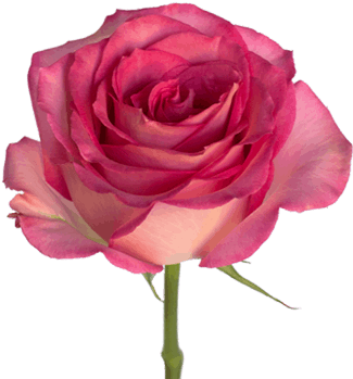 Pink Sweet Unique - Rose (380x430)