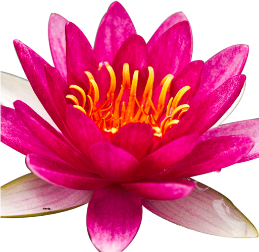 Water Lily (512x512)