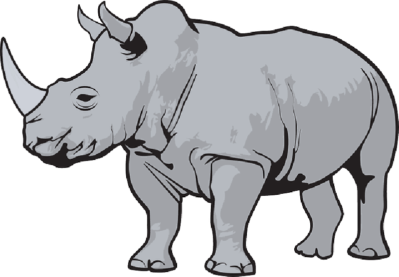 Color, Wild, Horn, Animal, Zoo, Rhino, Horns - Rhino Clipart (800x556)