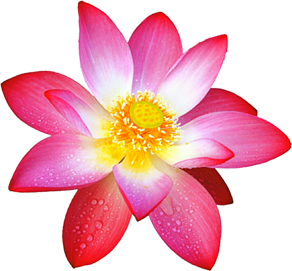 Pink Lotus By Jeanicebartzen27 Pink Lotus By Jeanicebartzen27 - Deviantart (1024x944)