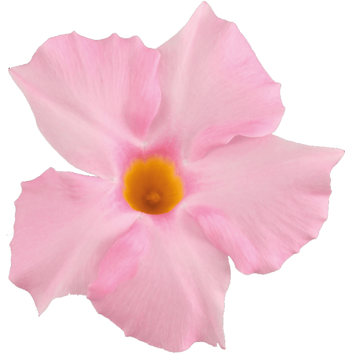 Sundaville Beauty Light Pink - Rocktrumpet (871x1111)