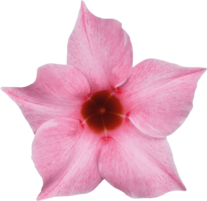 Sundaville Cream Pink - Rocktrumpet (871x1111)