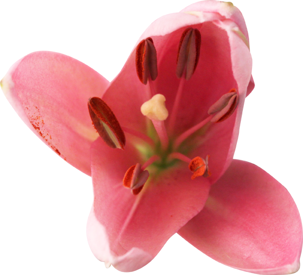 Red Lilies - Tiger Lily (600x544)