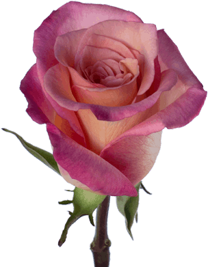Sexy Pink - Rose (380x430)