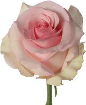 Nena - Nena (380x430)