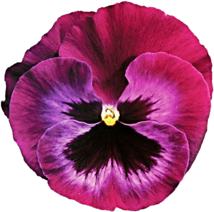 Pretty In Pink Pansy By Jeanicebartzen27 - Pretty In Pink (894x894)